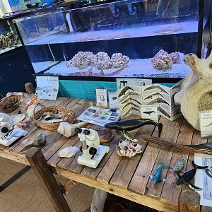 Glen Echo Park Aquarium - Ocean exhibit table