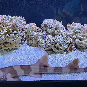 Glen Echo Park Aquarium - Brown-banded Bamboo Shark