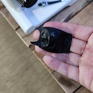 Glen Echo Park Aquarium - Mermaid's purse