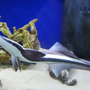 Glen Echo Park Aquarium - Remora