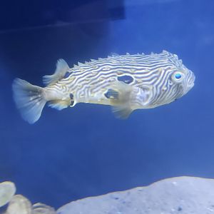 Glen Echo Park Aquarium - Striped Burrfish