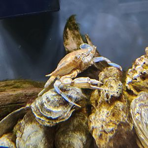 Glen Echo Park Aquarium - Callinectes sapidus