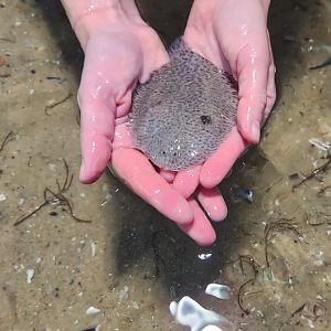 Glen Echo Park Aquarium - Hogchoker (touch tank)