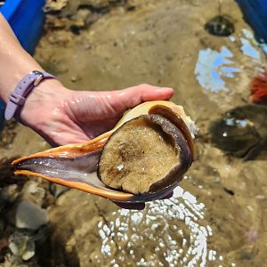 Glen Echo Park Aquarium - Whelk (touch tank)