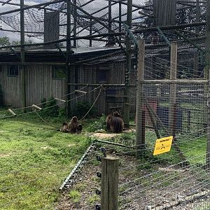 Colobus/Gelada enclosure