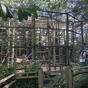 White-naped mangabey enclosure