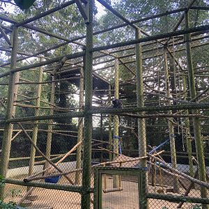 White-naped mangabey enclosure