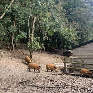 Red river hogs