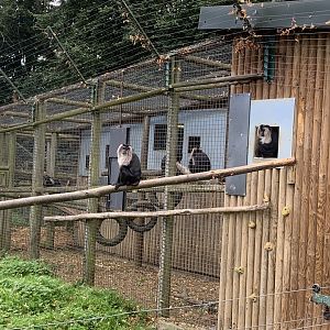 Lion-tailed macaques
