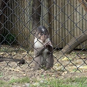 Juvenile white-naped mangabey