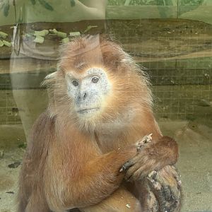 Javan lutung