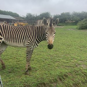 Hartmann's mountain zebra