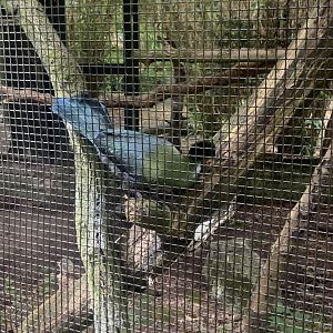 White-cheeked turaco