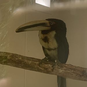 Pale-billed aracari