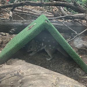 Eastern quoll