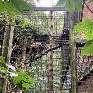 Mongoose lemurs