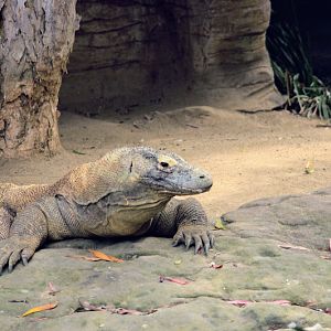 Taronga 2012 - Reptile World - Tuka the Komodo Dragon