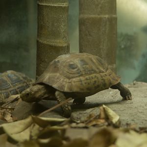 Taronga 2012 - Reptile World - Elongated Tortoise