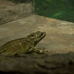 Taronga 2012 - Reptile World - Philippine Sailfin Lizard