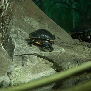 Taronga 2012 - Reptile World - Eastern River Cooter