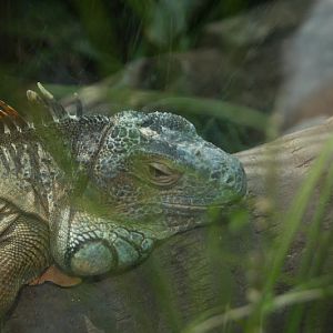 Taronga 2012 - Reptile World - Green Iguana