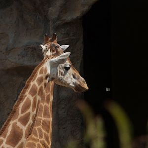 Taronga 2012 - Hybrid Giraffes