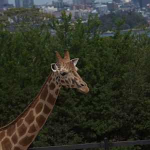 Taronga 2012 - Hybrid Giraffes
