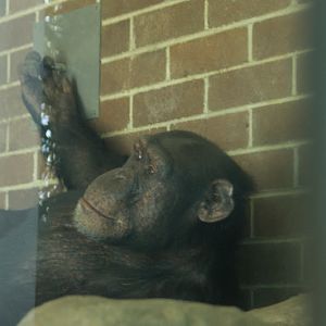 Taronga 2012 - Chimpanzee