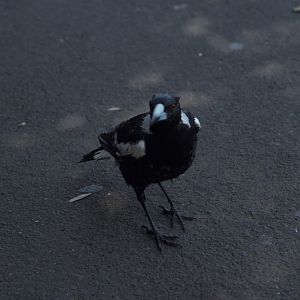 Taronga 2012 - wild Australian Black-backed Magpie