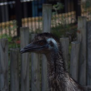 Taronga 2012 - Emu in the Old Education Centre