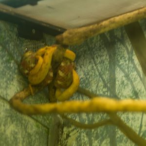 Snake ID - Taronga 2012