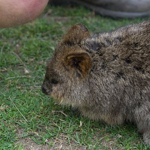 Taronga 2012 - Autumn the Quokka in the old Education Centre