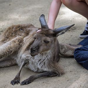 Taronga 2012 - Western Grey Kangaroo in the old Education Centre