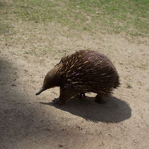 Taronga 2012 - Short-beaked Echidna in the old Education Centre