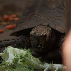 Taronga 2012 - Asian Brown Tortoise(?) in the old Education Centre