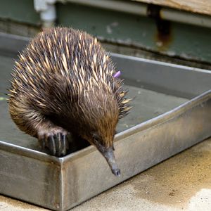 Taronga 2012 - Short-beaked Echidna in the old Education Centre