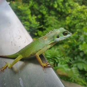 Green crested lizard