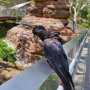 Red-tailed Black cockatoo
