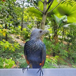 Red-winged starling