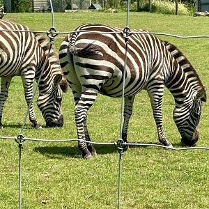 Pregnant Plains Zebra