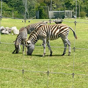 Plains Zebra Foals