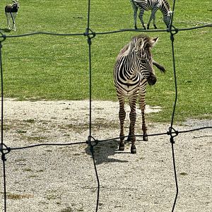 Plains Zebra Foal