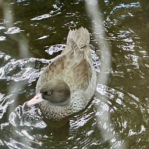 Blue duck (Hymenolaimus malacorhynchos)