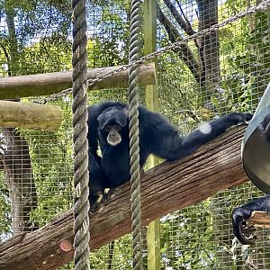 Siamang Pair
