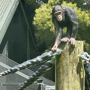 Kendi (Common Chimpanzee)