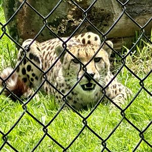 Cheetah (Acinonyx jubatus)