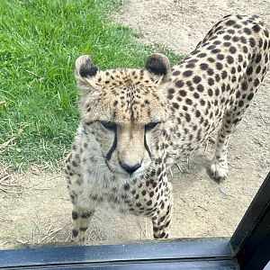 Cheetah (Acinonyx jubatus)