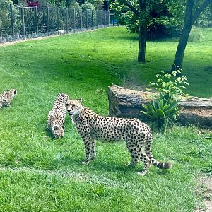 Cheetah (Bachelor Coalition)