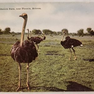 Ostriches