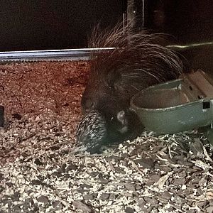 Cape Porcupine and Young